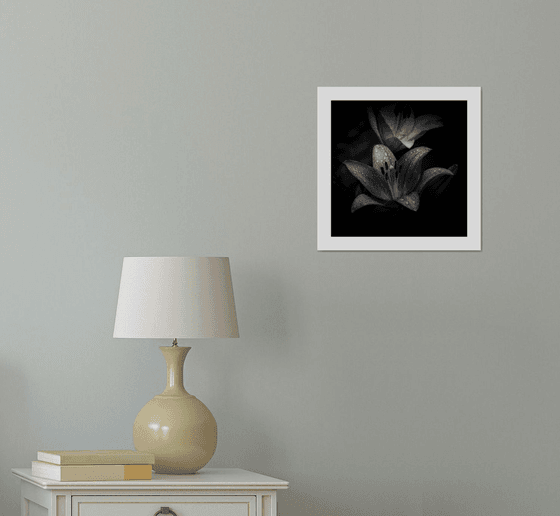 Lily Blooms Number 9 - 12x12 inch Fine Art Photography Limited Edition #1/25