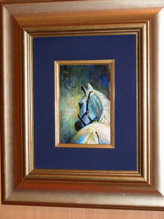 "Portrait of white stallion"