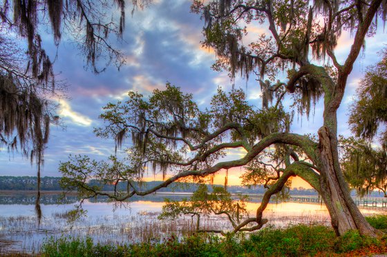 "Oak at Sunrise" C