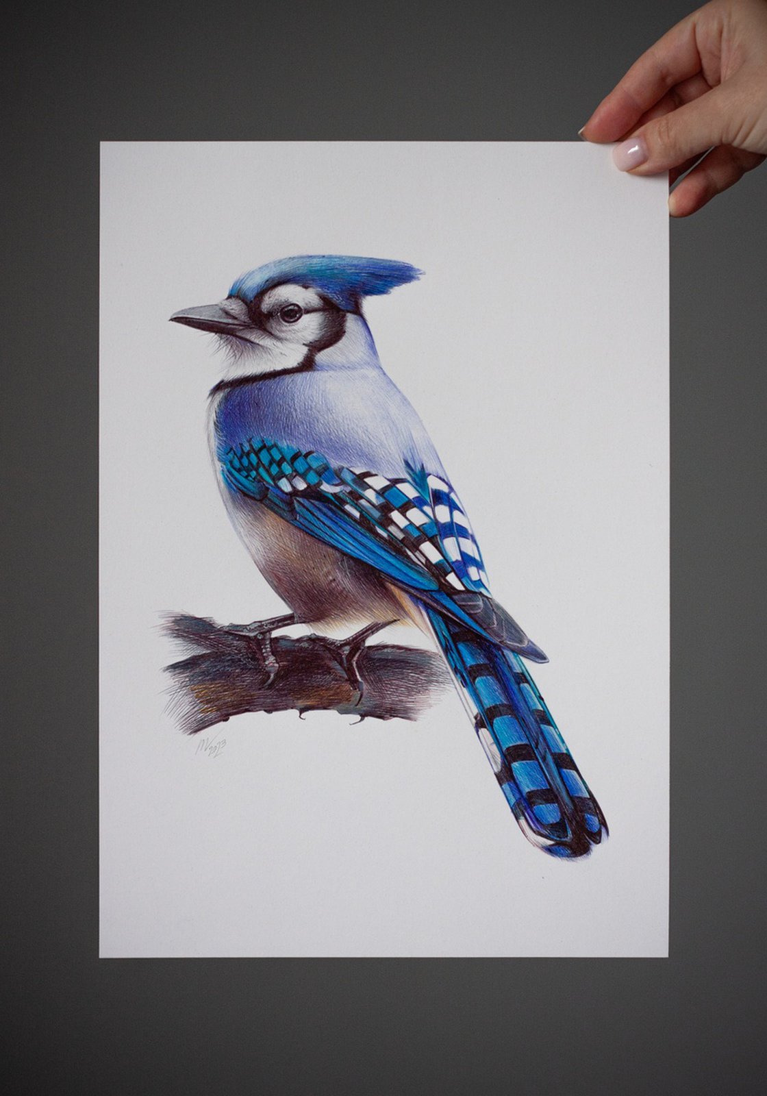 Buy ORIGINAL Blue Jay Bird Pencil Drawing Blue Jay Wall Art Online in India  