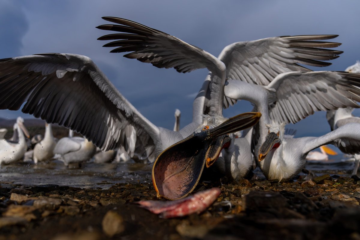 Photorealistic Animal Photograph By Nick Dale, 53 X 38", Feeding Frenzy, Original Artwork