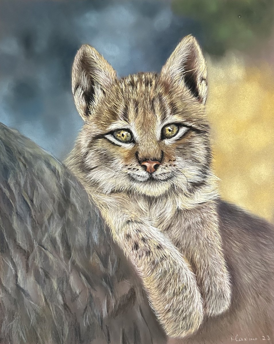 Young Lynx by Maxine Taylor
