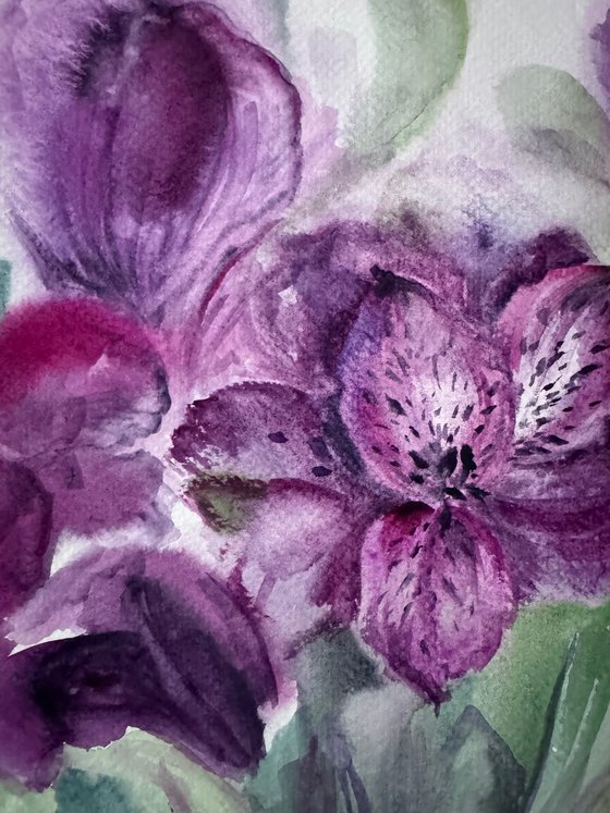 Purple alstroemeria