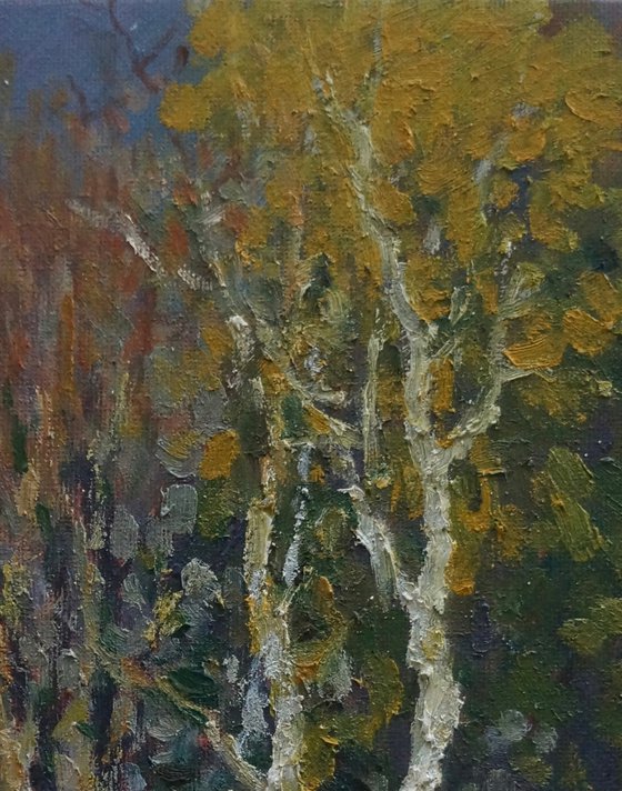 Sunlit Trees by the Road Stuttgart