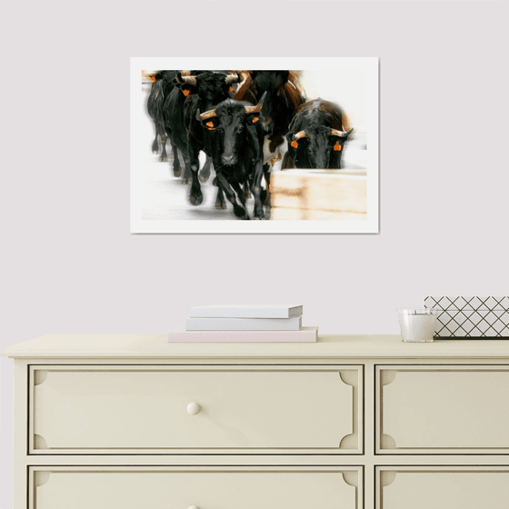 Running Bulls. Limited Edition 1/50 15x10 inch Photographic Print