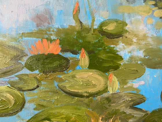 Water lily garden