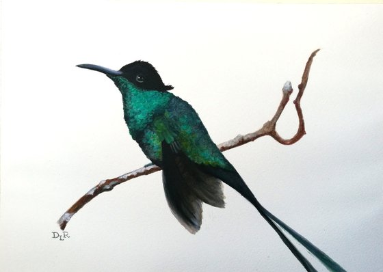 Hummingbird - watercolour painting