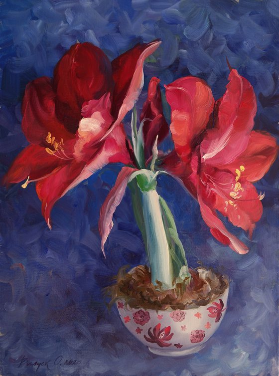 "Amaryllis"