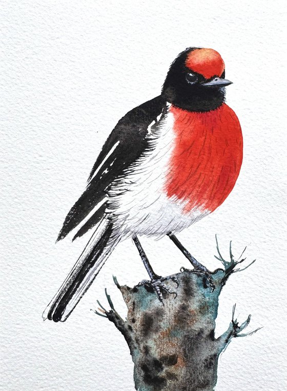 Red-capped Robin