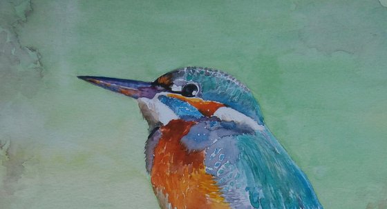 KINGFISHER