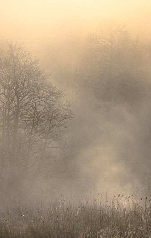 Foggy Mysterious Morning by Kamila Wiśniewska-Hałka