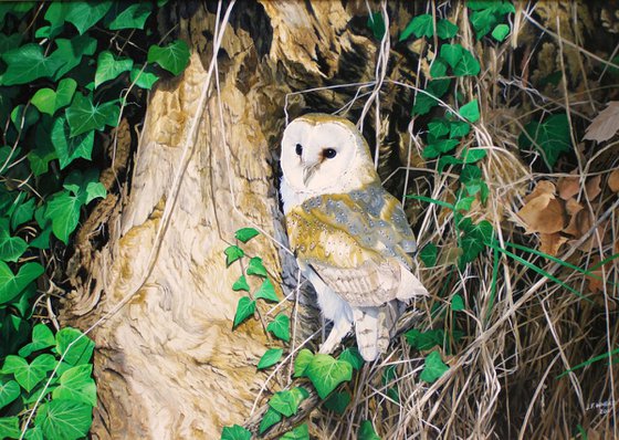 Barn Owl