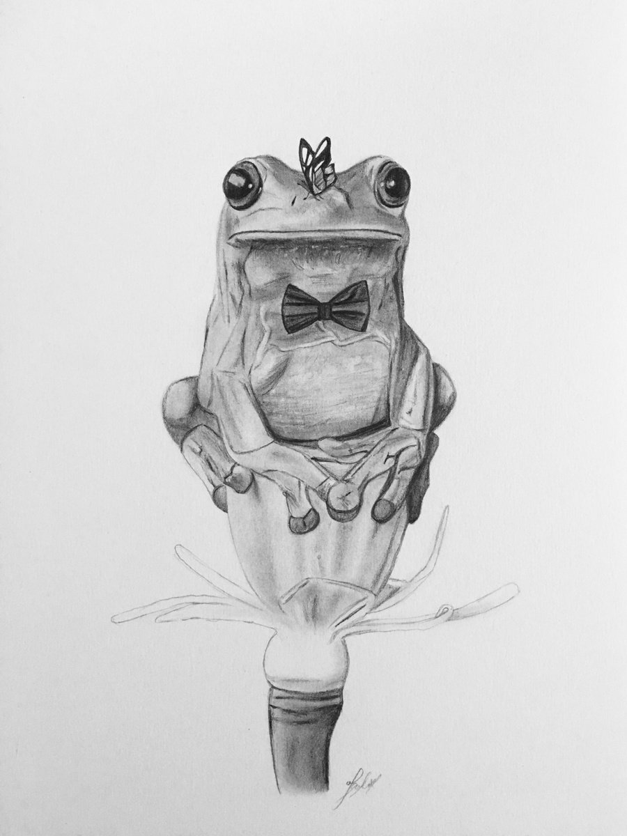 Photorealistic Animal Pencil Drawing By Amelia Taylor, 8 X 12, Tree Frog Drawing, Original Artwork