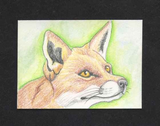 ACEO ATC Original Drawing Red Fox Wildlife Art-Carla Smale