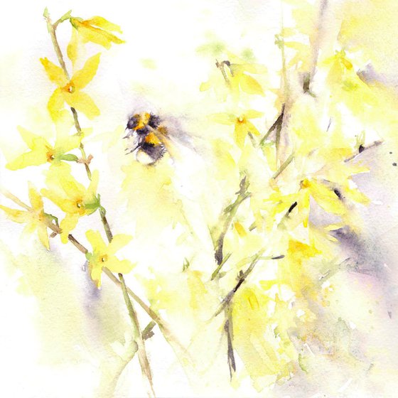 Bumblebee amongst forsythia, Original Watercolour painting