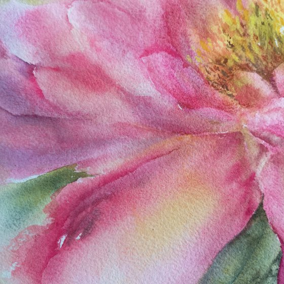 Peony. Pink flower watercolor painting