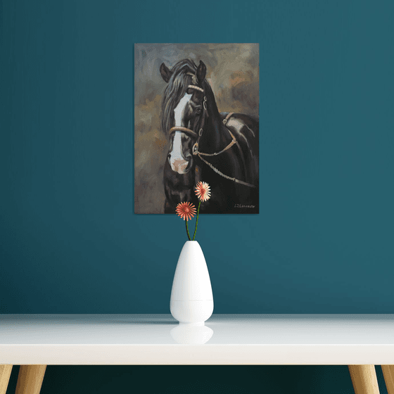 Welsh Cob Stallion