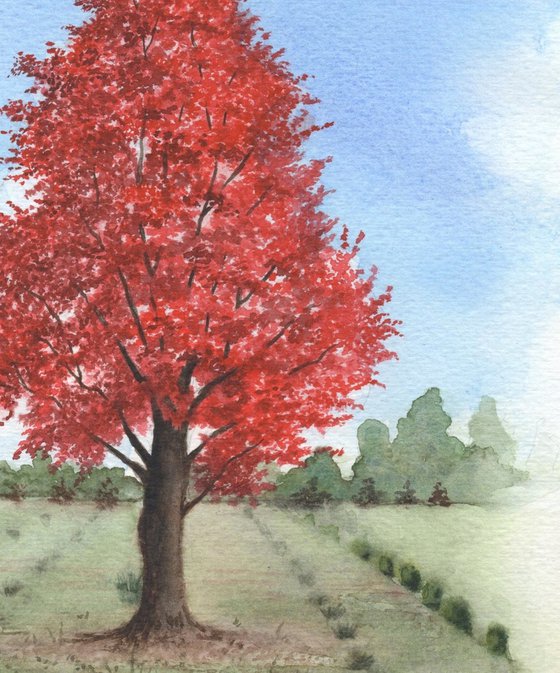 Red Maple Tree