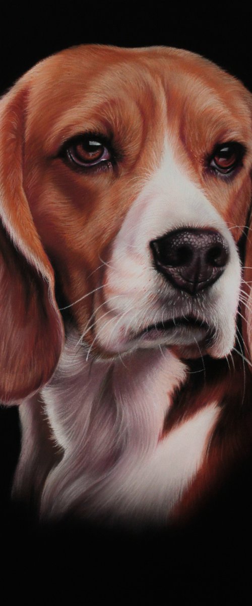 Beagle by Alessandra Pagliuca