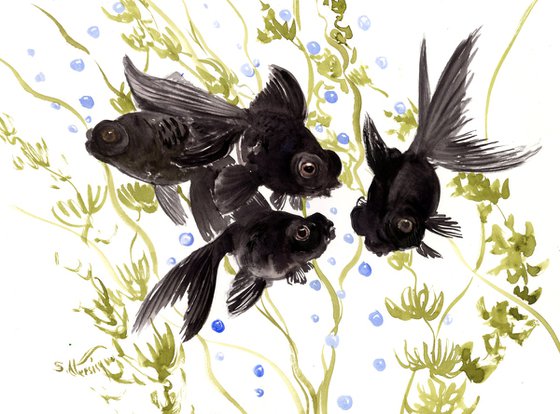 Black Moor Fish