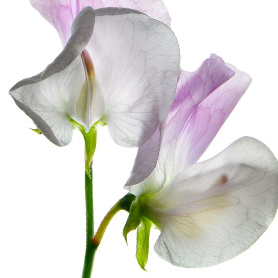 White and pink sweet pea