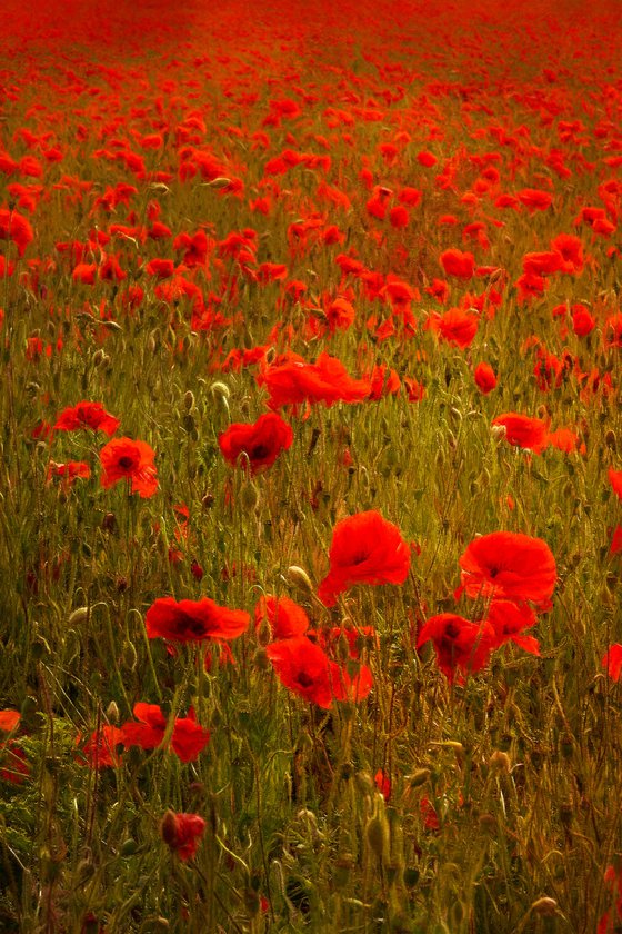 Poppies