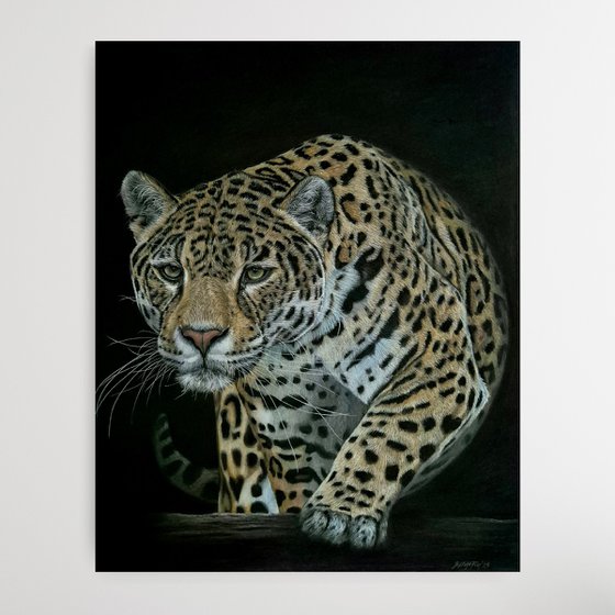 Jaguar portrait 'Out of shadows'