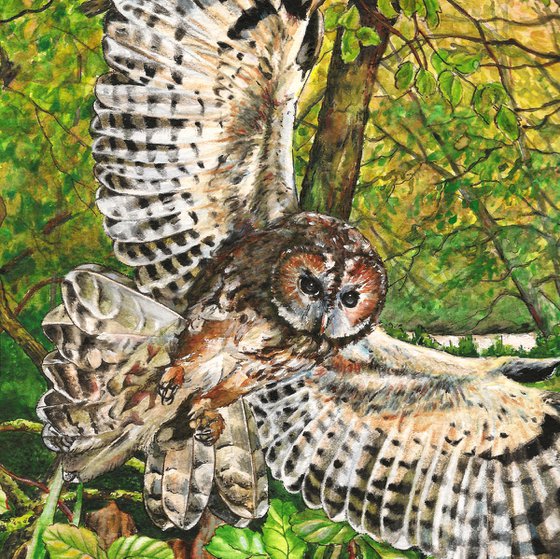 Tawny Owl and Bluebell Wood