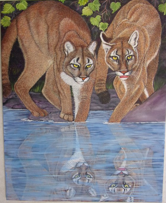 Cougars. Reflection