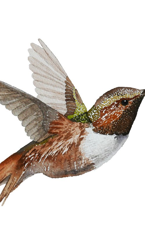 Hummingbird in flight by Karina Danylchuk
