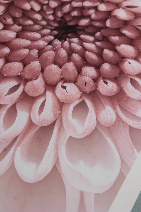PINK VORTEX OF BLOOM