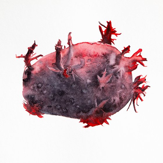 Tuber; Seeds series