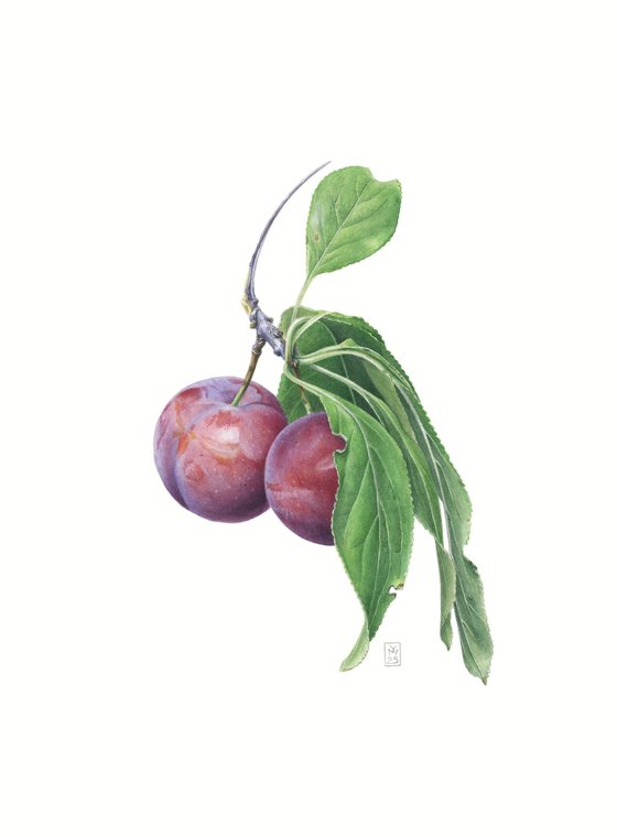 Plums