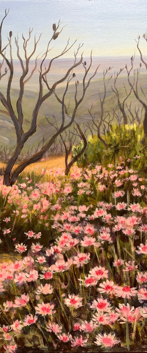 Pink bushfire ephemerals by Shelly Du