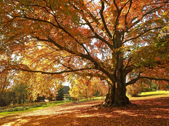 Copper Autumn