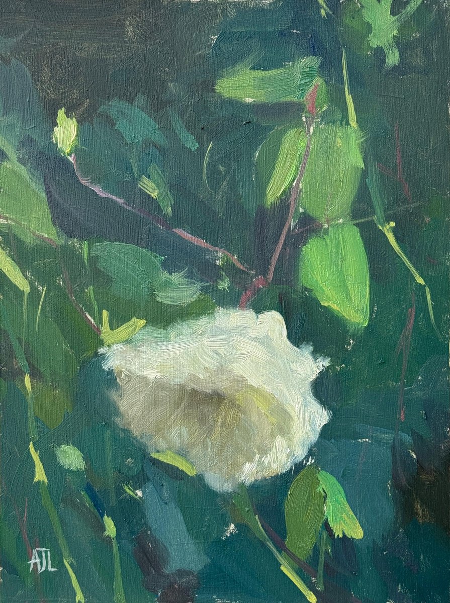 Wilting Rose By Alex James Long, 7 X 9, Artwork For Sale On Artfinder