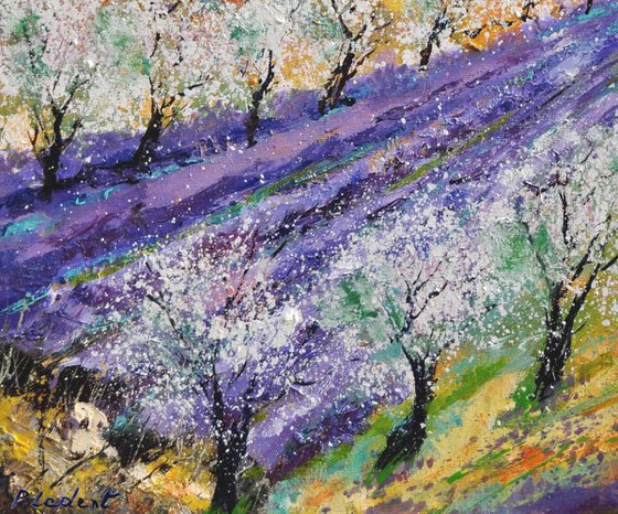 almond trees in Provence