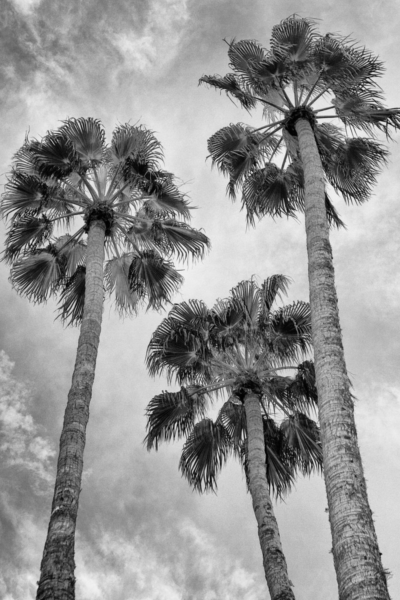 Expressive Landscape Photograph By William Dey, 22 X 32", Palm Tree Paradise, Original Artwork
