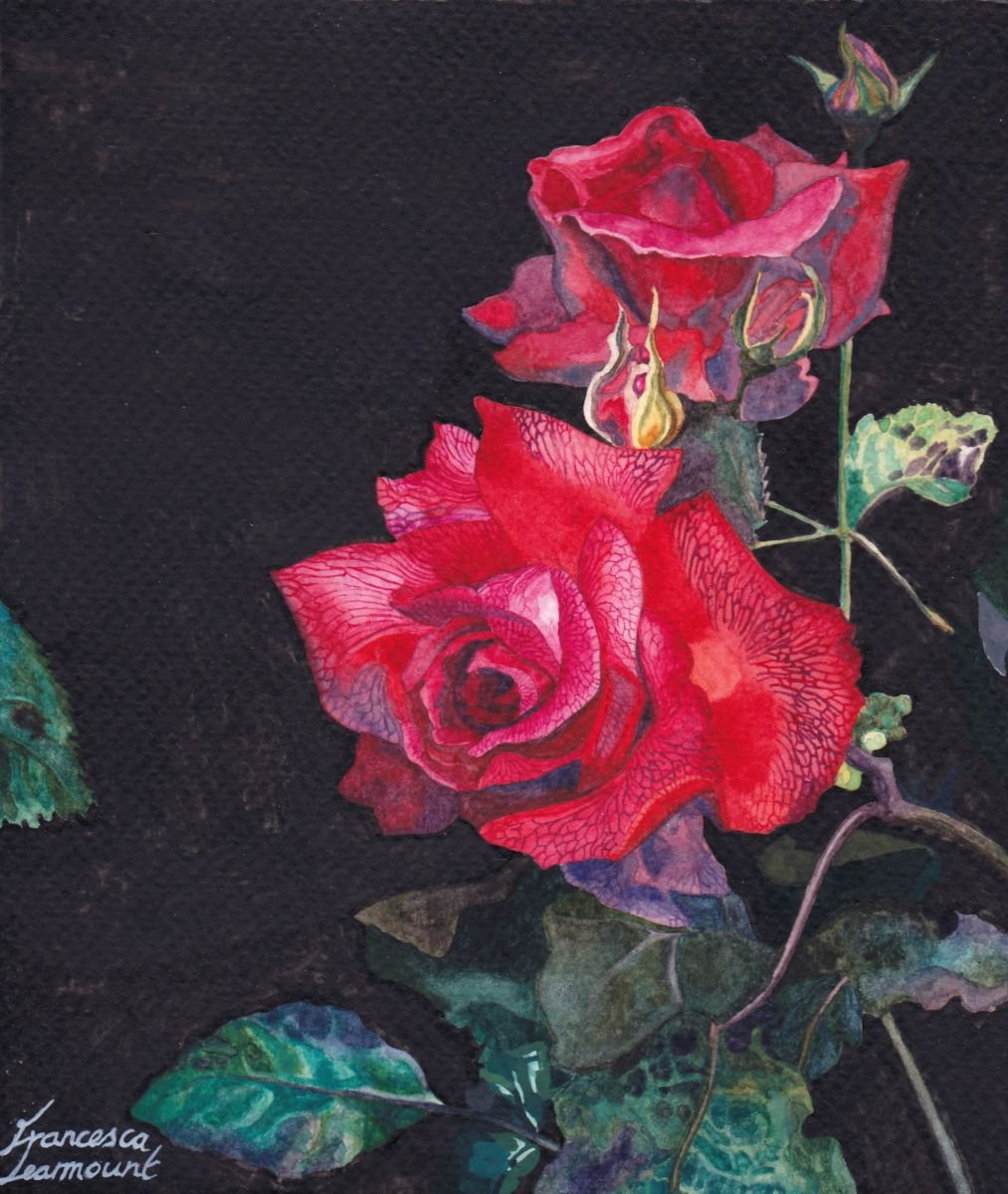 Roses by Francesca Learmount at Cicca-Art