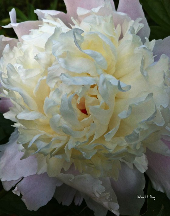 Peony Bloom