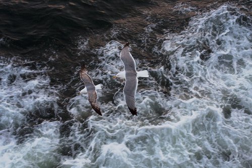 Gulls in flight by Chiara Vignudelli