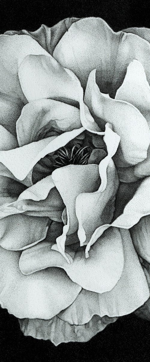 White Rose by Louis Savage