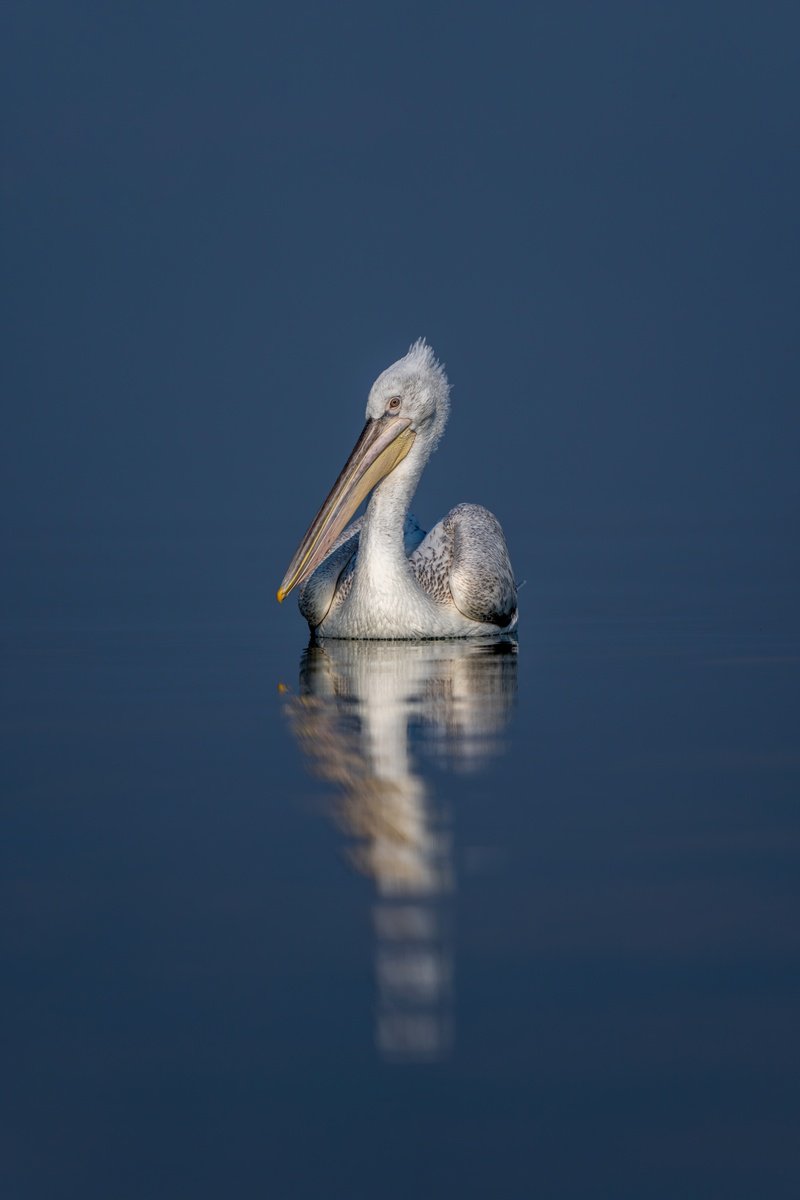 Photorealistic Animal Photograph By Nick Dale, 38 X 53", Eyes Left, Original Artwork
