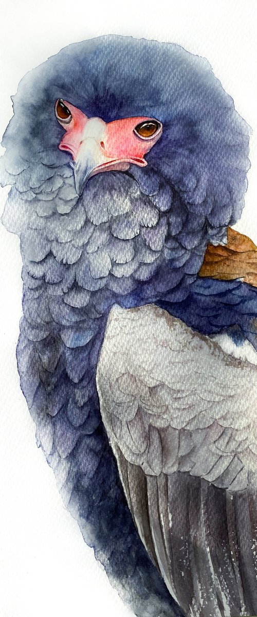 Ruffled Majesty: Portrait of the Bateleur Eagle 3 by Tetiana Savchenko