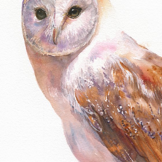 Barn owl Blick