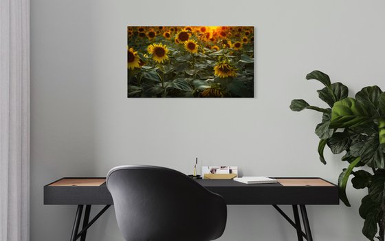 Golden Silence II – Field of Warmth