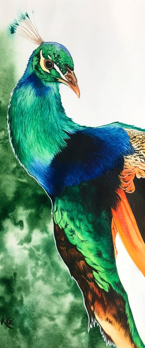 Peacock by Kakajan Charyyev