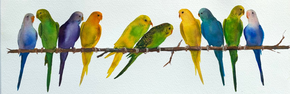 Row of Colourful Budgies by Teresa Tanner