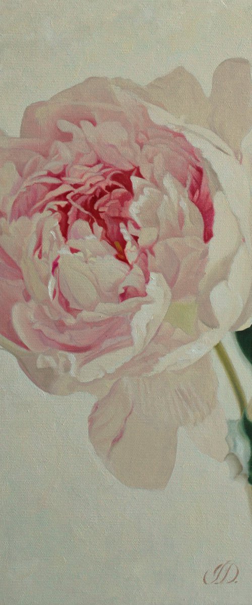 small peony by Julia Diven