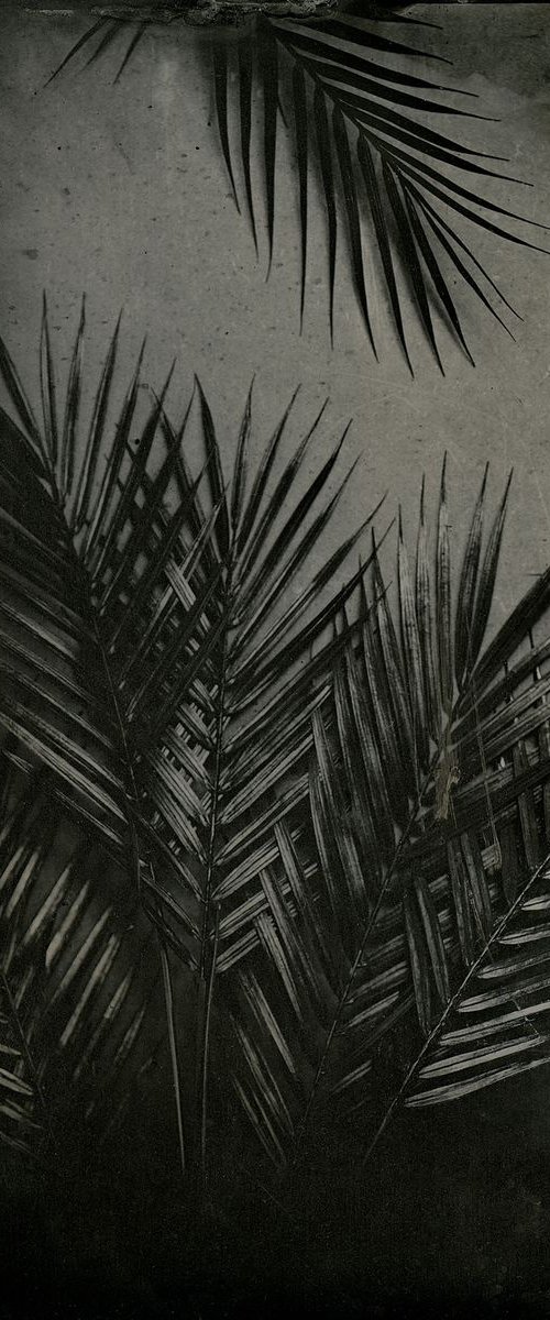 Palms by Nicolas Laborie